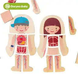 MEACAOFG Middle class science area human organs puzzle experiment teaching aids kindergarten class puzzle area materials early education toys