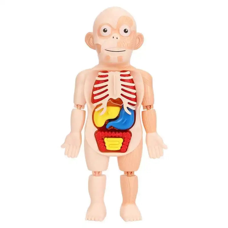 MEACAOFG Children Enlightenment Science And Education Human Organ Model Decoration DIY Assembly Medical Early Education Puzzle Model Toy