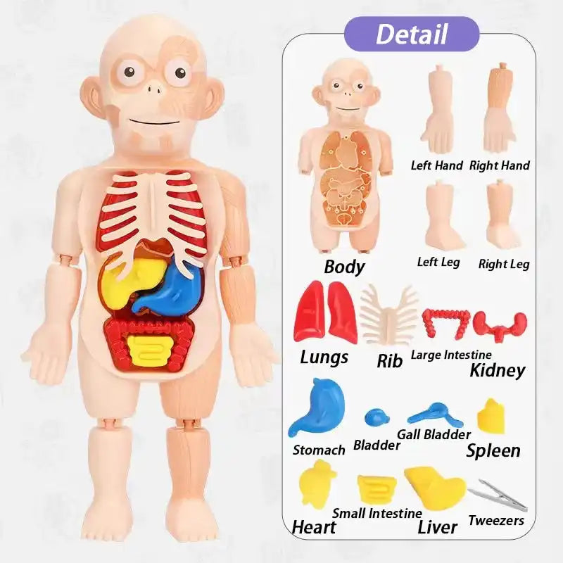 MEACAOFG Children Enlightenment Science And Education Human Organ Model Decoration DIY Assembly Medical Early Education Puzzle Model Toy