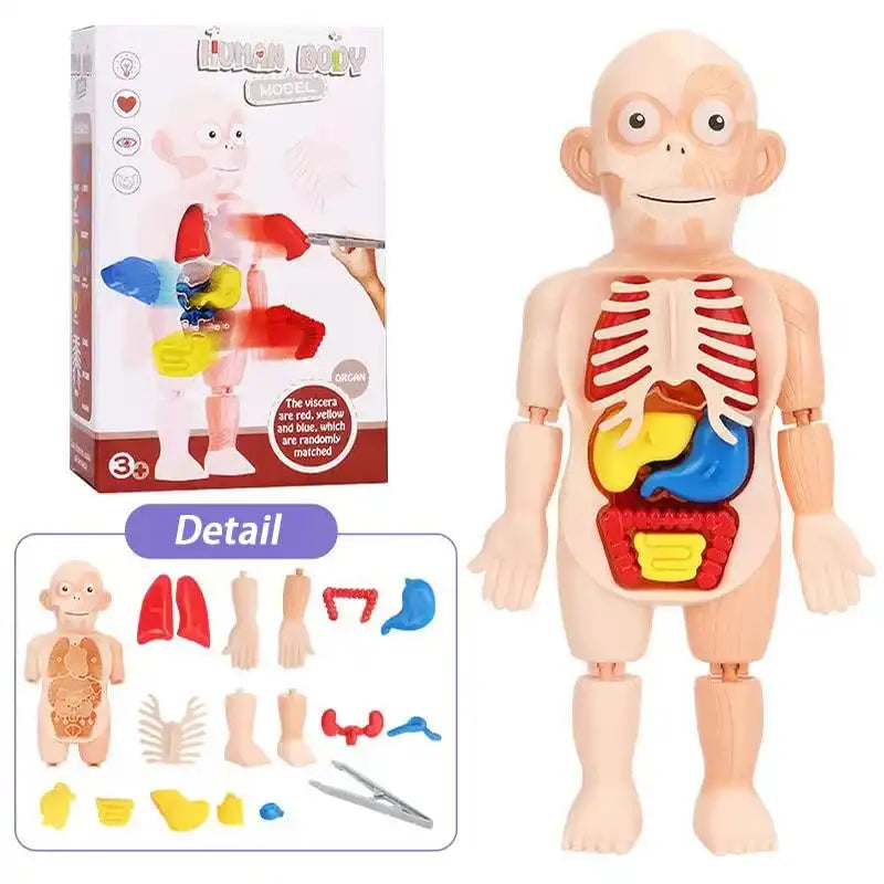 MEACAOFG Children Enlightenment Science And Education Human Organ Model Decoration DIY Assembly Medical Early Education Puzzle Model Toy