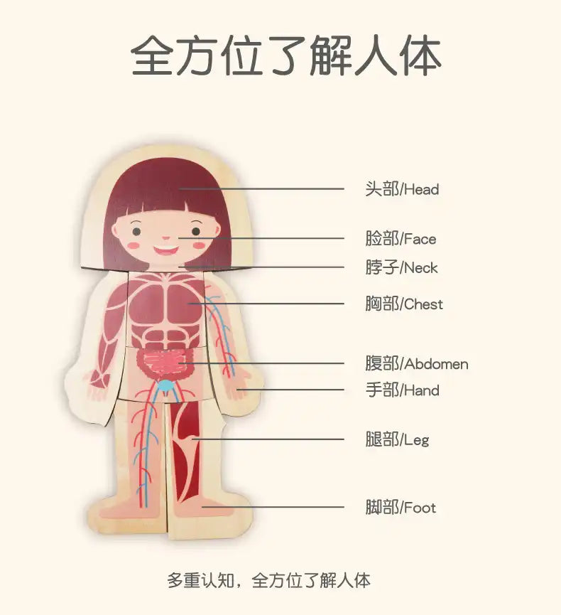 MEACAOFG Middle class science area human organs puzzle experiment teaching aids kindergarten class puzzle area materials early education toys