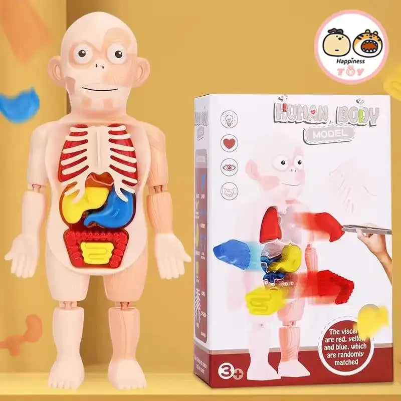 MEACAOFG Children Enlightenment Science And Education Human Organ Model Decoration DIY Assembly Medical Early Education Puzzle Model Toy